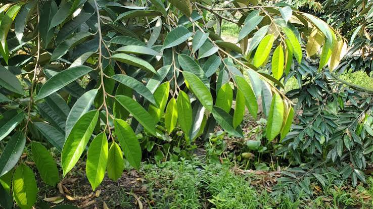 Quản lý cơi đọt sầu riêng