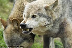 At first glance tanner appears to be the worst type of person. Real Life Wolfman Shaun Ellis Finally Tamed As He Marries His Girlfriend In Native American Ceremony Daily Mail Online