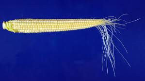 Information and translations of ear of corn in the most comprehensive dictionary definitions resource on the web. Corn Ears Tell Us What Went Right What Went Wrong Mu Extension