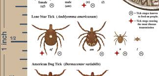 Your Field Guide To Battle Ticks In Fairfax County