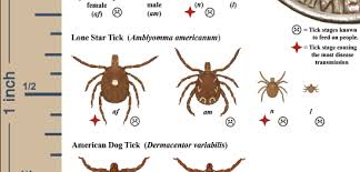 Your Field Guide To Battle Ticks In Fairfax County