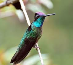 Magnificent Hummingbird Hummingbird Pictures Hummingbird Magnificent