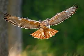 Maybe you would like to learn more about one of these? Hawk Spirit Animal Meaning