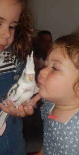 Hi, our cockatiel Bob has flown away