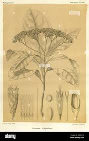 Image result for Vernonia conferta