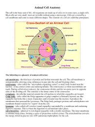 Below you can find a list will all of them (animal cell organelles and their functions) with and image/diagram to help you. Animal Cell Anatomy Pdf Endoplasmic Reticulum Cell Biology
