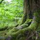 Day Retreat for Sangha - 1 Nov 2025 - SAVE THE DATE!! event image