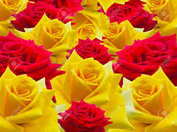 We did not find results for: Red And Yellow Rose Images