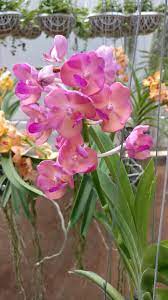 Ascda 90317 1 Orchid Klairvoyant Orchids Thrissur Kerala India Orchid Plants Orchids Beautiful Flowers