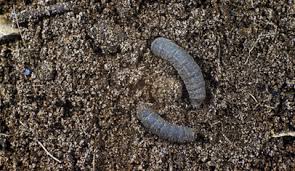 While most people think all lawn grubs are the. Common Types Of Garden Pest