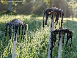 Image result for Coprinus comatus
