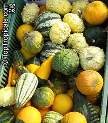 Image result for Cucurbita