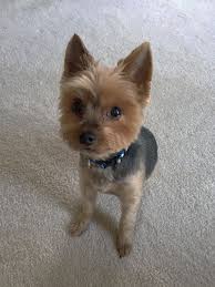 Norfolk and norwich terrier puppies: Yorkie Poo Puppies For Adoption In Michigan Guide At Puppies Www Addlab Aalto Fi