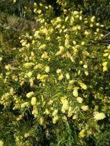 Image result for Coronopus integrifolius