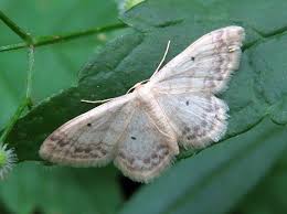 Image result for Idaea biselata