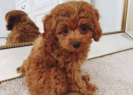 French bulldog for sale , french bulldog puppies for sale ,french bulldog puppies for sale near me , french bulldog breeders nearme, bulldog for sale, frenchies for sale,french bulldoge for sale in ca, french bulldog rescue, french bulldog for sale, french bulldog puppies for sale, blue french bulldog, french bulldog puppy, french bulldog temperament, french bulldog price, why is the french. The Teacup Puppy Who They Are Cost Lifespan Health Concerns