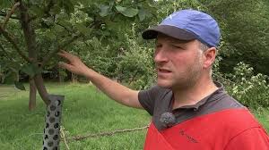 Diesen steht nicht jedem zur verfügung. Sommerriss Fur Obstbaume Steil Wachsende Triebe Entfernen Mdr De