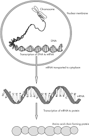 W C Bryant High School Living Environment Name Mr Fuentes Protein Synthesis Worksheet Dna Is The Mo