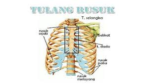 Tulang Rusuk Pengertian Letak Struktur Bagian Jumlah Dan Fungsi Tulang Rusuk Lengkap Https Www Pelajaran Id 2018 19 Pengertian Letak Struktur Bagi Tulang