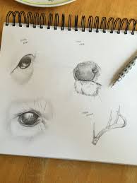 Pencil Study Drawing Of Whitetail Deer Features Deer Drawing Deer Eyes Deer Art