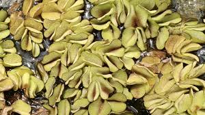 Image result for Salvinia hastata