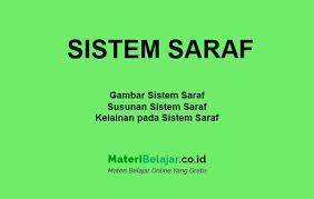 Wahyu bintang ilahi nim : Sistem Saraf Manusia Gambar Pengertian Dan Susunan Sistem Saraf
