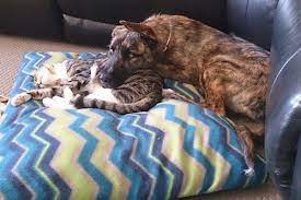 Some breeders also cross german shepherds and american bulldogs to produce a. American Bulldog Shepherd Dog Breed Information And Pictures