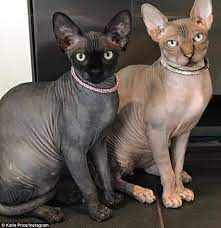 Последние твиты от hairless cats (@hairless_cats). Katie Price Blasted By Fans For Selling Hairless Cats Daily Mail Online