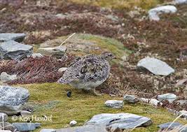 Image result for Sartidia angolensis