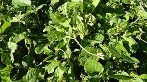 Image result for Neonotonia wightii