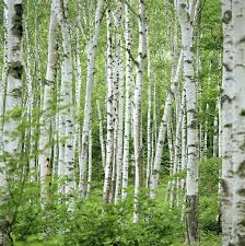 White Birch Trees For Sale Near Me Birch Trees Betula Sp Summer By Shunsuke Yamamoto Photography In 2020 Birch Tree Wallpaper Types Of Birch Trees White Birch Trees