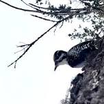 Birding with Flathead Audubon