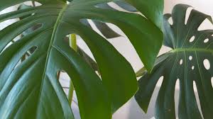 Monstera Prawidlowa Pielegnacja I Najlepsze Stanowisko Dla Monstery Jak Dbac O Monstere Youtube