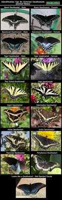 Swallowtail Butterfly Comparison Is It A Black Swallowtail