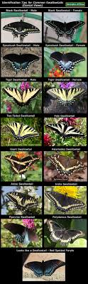 swallowtail butterfly comparison is it a black swallowtail