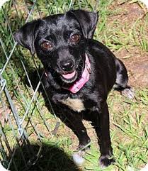 Americanlisted has classifieds in portland, oregon for dogs and cats. Raleigh Nc Chihuahua Dachshund Mix Meet Beans A Dog For Adoption Kitten Adoption Dog Adoption Dachshund Mix