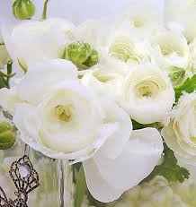 Facebook gives people the power to. Ranunculus Ibrido A Fiori Bianchi Aviv White Floriana Bulbose