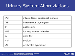 9 Urinary System Ppt Download