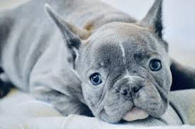 Texas french bulldog breeders offering healthy quality colorful blue frenchie puppies, chocolate, fawn, lilac frenchbulldog puppies to approved homes. Heart Melting Blue Brindle French Bulldog Puppies Available In Texas French Bulldog Texas Brindle French Bulldog Blue Brindle French Bulldog French Bulldog