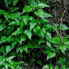 Image result for Senecio cryphiactis