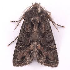 Image result for Fagopyrum snowdenii