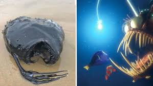Beach football on wn network delivers the latest videos and editable pages for news & events, including entertainment, music, sports, science and more, sign up and share your playlists. This Creepy Fish Found Washed Up In California Is Dropping Jaws Article Kids News