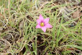 Image result for Romulea camerooniana