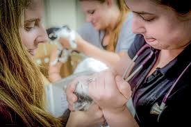 Meet The Staff at Killeen Veterinary Clinic in Killeen, TX