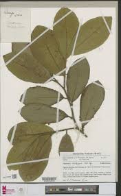 Image result for Thecacoris