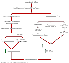 diagram of blood pressure wiring diagram third level