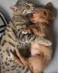 The Puppies Club On Twitter Snuggle Buddies For Life Teddyandalbi Ig Kittens And Puppies Sleeping Puppies Cute Animal Videos