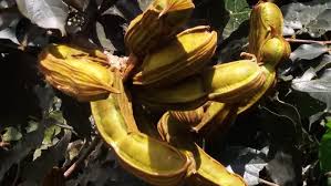 The tree itself is very fast growing and can reach 30 meters (98 feet) high. Ice Cream Bean Fruit Tree Philippines Posts Facebook