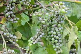 Image result for Uncinula necator