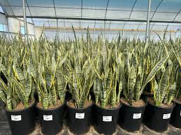 Image result for Uvaria laurentii